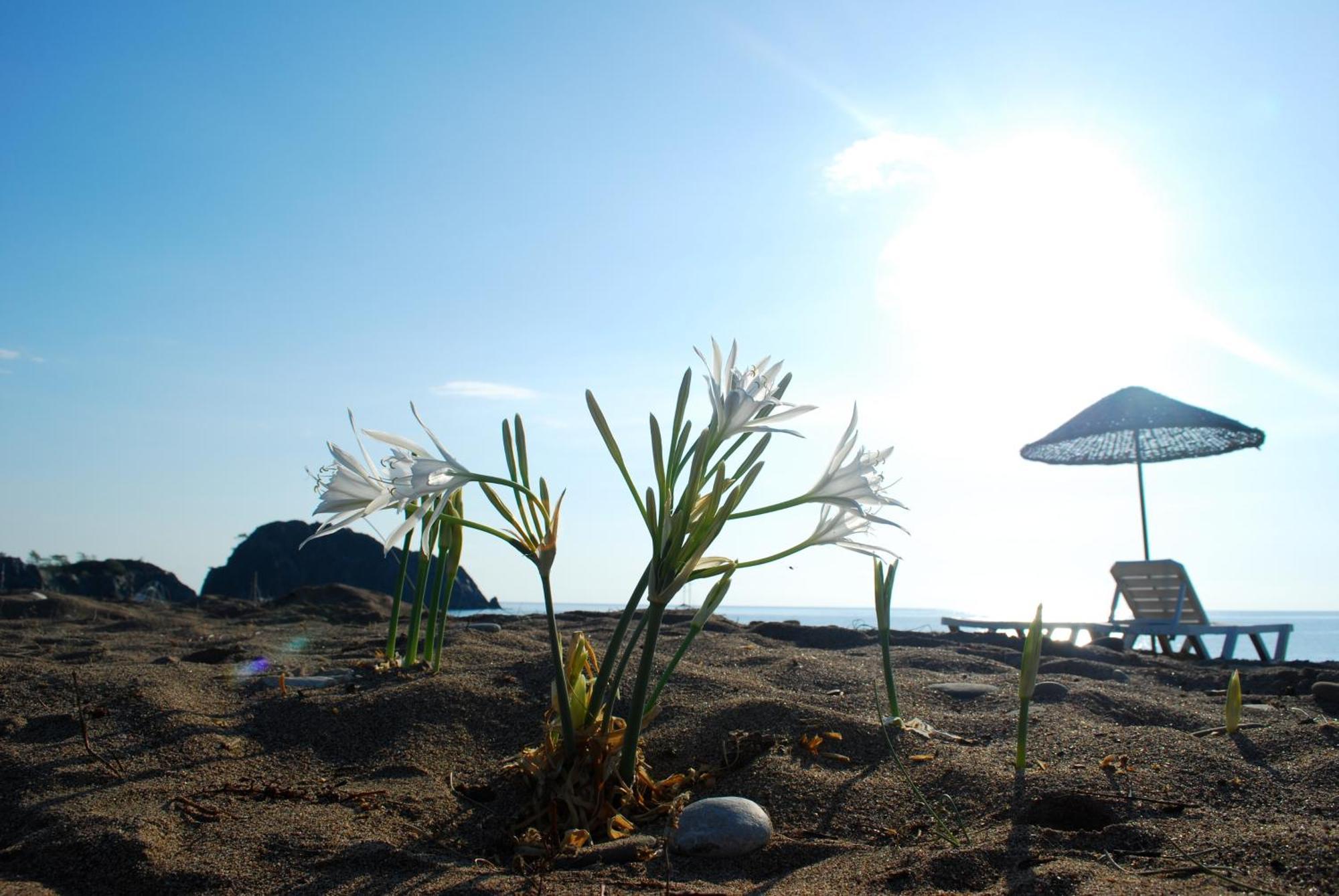 Ugur Pansiyon Bungalows Cirali Exterior photo