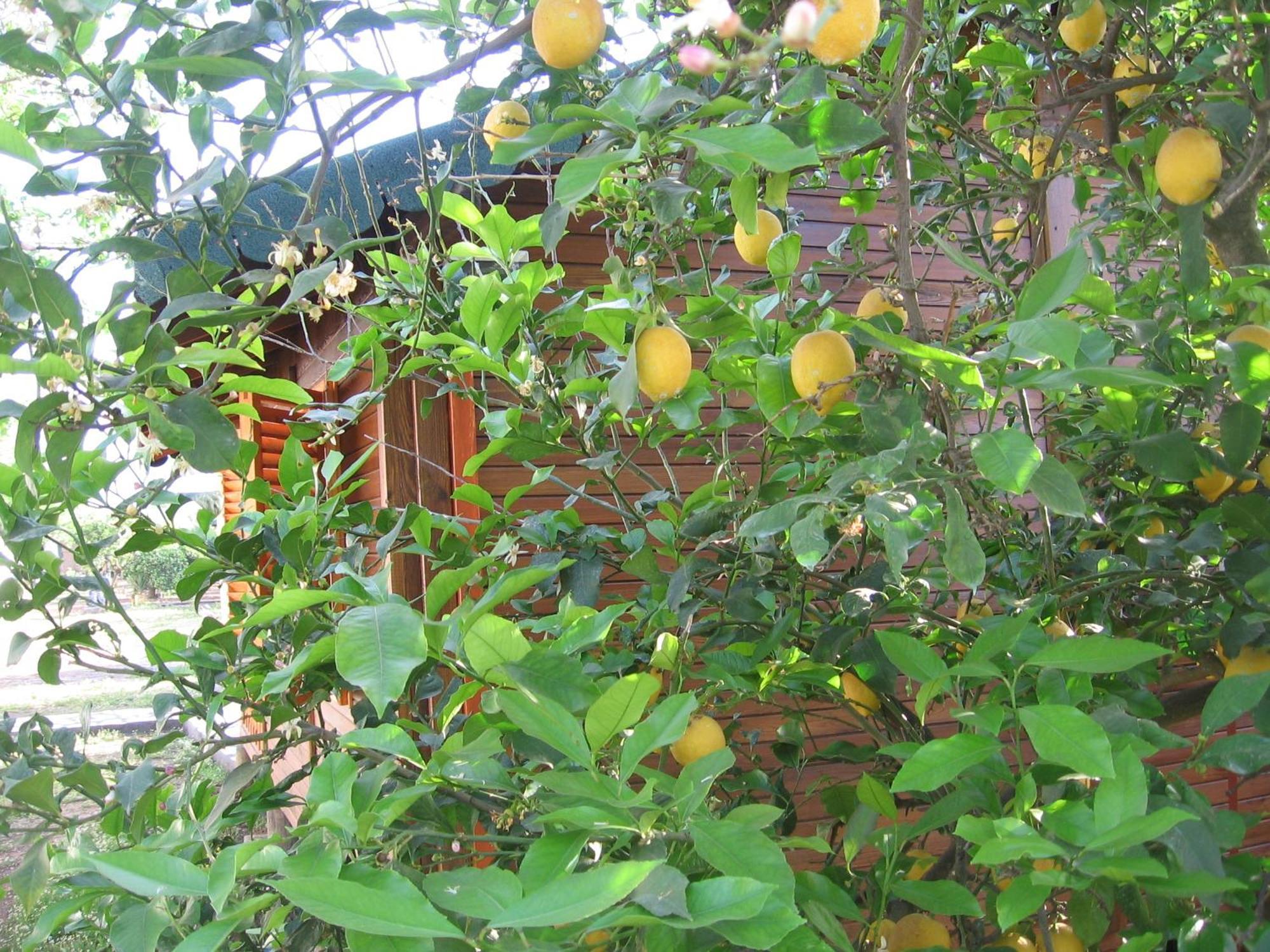Ugur Pansiyon Bungalows Cirali Exterior photo